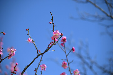 ピンクの梅