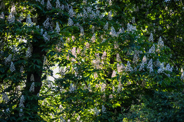 A beautiful chestnut tree blooms with white flowers. The sun breaks through the foliage. Beautiful sun rays. Everything is covered in green leaves. Spring nature.