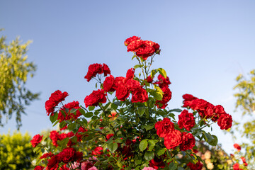 A vibrant bush of red roses in full bloom against a clear blue sky. The lush green leaves contrast...