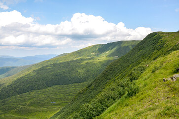 Obraz premium Panoramic view of lush green mountain ridge covered in dense vegetation stretch under sky filled with clouds. Perfect for travel, nature, and landscape concepts. Svydovets, Carpathian Mountains