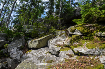 Serene forest scene featuring moss-covered rocks, tall trees, and scattered sunlight creating a tranquil atmosphere