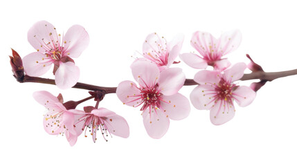 Blooming cherry tree branch with pink blossoms on transparent background