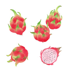 手描きのイラスト/ドラゴンフルーツ