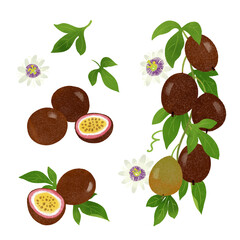 手描きのイラスト/パッションフルーツ