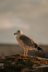 Sunset Seagull