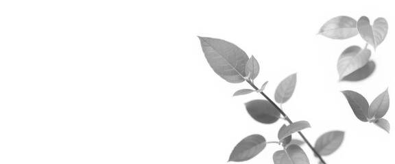 Single vibrant green plant, isolated on pure white backdrop, vibrant, picture