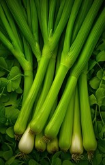 Fototapeta premium Background green onion leaves. 