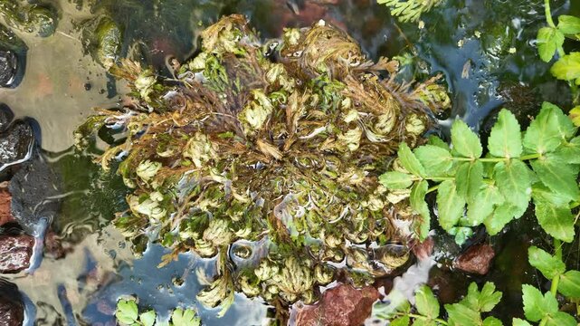 Timelapse of a Resurrection Plant (Rose of Jericho) Opening in Water