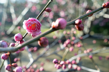夕日の当たる梅の花