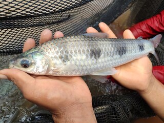 Lisa de cuatro bandas