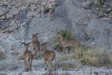 Barbary sheep herd in the wild
