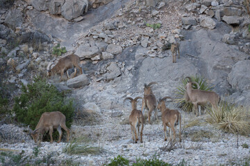 Barbary sheep herd in the wild
