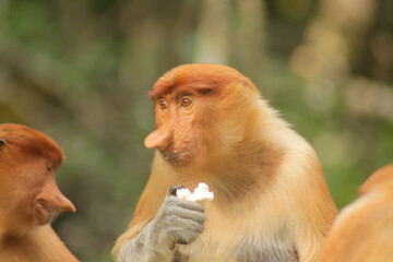 Proboscis Monkey, Nasalis Larvatus or long-nosed monkey, known as the bekantan	
