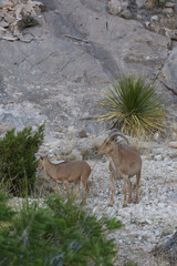 Barbary sheep herd in the wild
