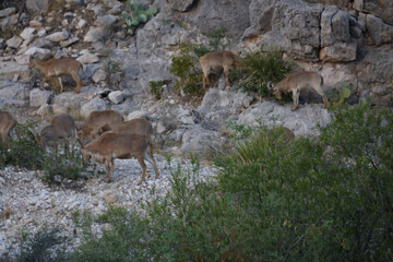 Barbary sheep herd in the wild
