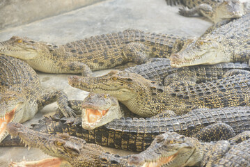 Portrait of many crocodiles at the farm	
