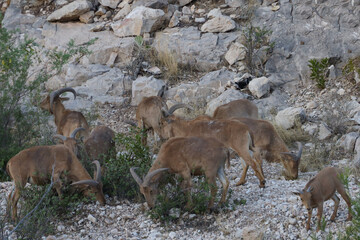 Barbary sheep herd in the wild
