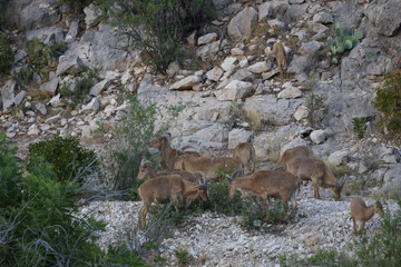 Barbary sheep herd in the wild
