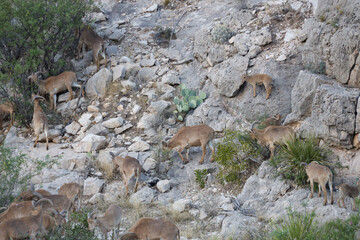 Barbary sheep herd in the wild
