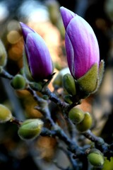 Buds of magnolia tree