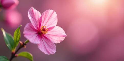 Close-up pink flower, bokeh, gentle spring scene, spring, floral texture, cherry