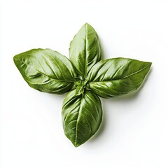 Fototapeta premium Fresh Basil Leaves - Vibrant Green Herb