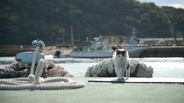 坂手島の猫 （三重県鳥羽市, 2024年11月）