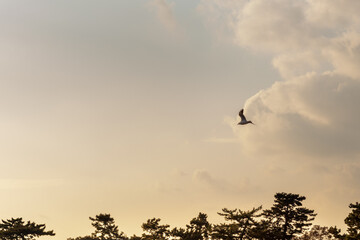 夕方の空を舞う一羽のカモメ
