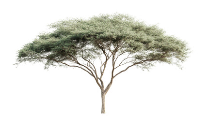 Umbrella thorn acacia tree with transparent background