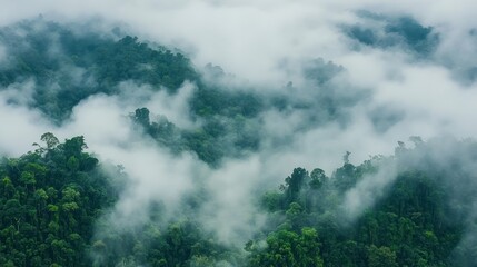 Obraz premium Dense green forest covered partially by soft white clouds