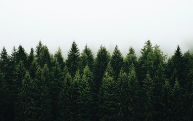 Fototapeta premium Misty Green Pine Forest Under Foggy Sky