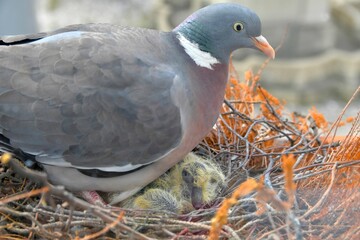 A dove warms up the little lovebirds. View of the dove through the window of the place. The concept...