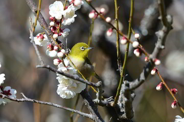 梅とメジロ