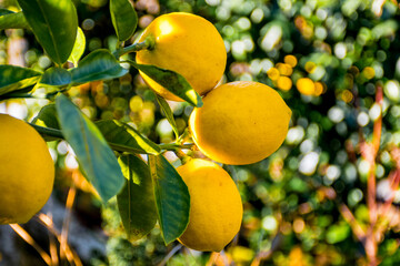 Yellow ripe lemons hanging from the fruit lemon tree branches