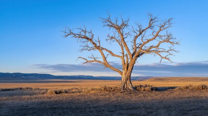 Obraz premium A solitary tree stands in a vast open rural landscape beneath the sky