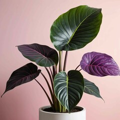 Obraz premium Alocasia wentii