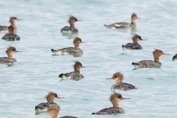 Red breasted mergansers (Mergus serrator) on the water in Sarasota, Florida