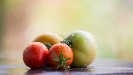 Tomatoes with water drops on a gray background