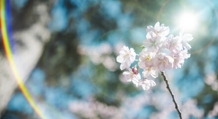 春　風に揺れるピンクの桜の花　河津さくら　照り付ける太陽の日差しを受けてキラキラ輝く花びらレンズフレア　淡い色の花と青空　季節・入学・入社・新生活の背景