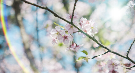 Obraz premium 春 風に揺れるピンクの桜の花 河津さくら 照り付ける太陽の日差しを受けてキラキラ輝く花びらレンズフレア 淡い色の花と青空 季節・入学・入社・新生活の背景