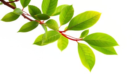 Fototapeta premium Vibrant Close-up Branch on White - AI Photo