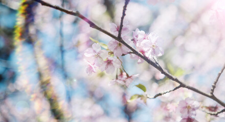 春　風に揺れるピンクの桜の花　河津さくら　照り付ける太陽の日差しを受けてキラキラ輝く花びらレンズフレア　淡い色の花と青空　季節・入学・入社・新生活の背景