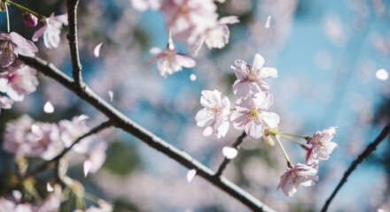 Obraz premium 春 風に揺れるピンクの桜の花 河津さくら 照り付ける太陽の日差しを受けてキラキラ輝く花びら 淡い色の花と青空 季節・入学・入社・新生活の背景