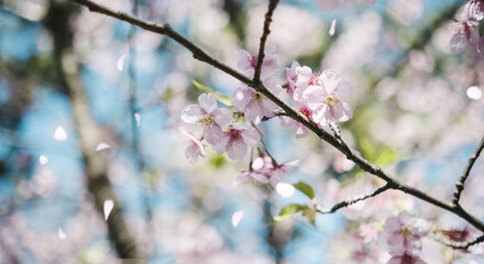 春　風に揺れるピンクの桜の花　河津さくら　照り付ける太陽の日差しを受けてキラキラ輝く花びら　淡い色の花と青空　季節・入学・入社・新生活の背景