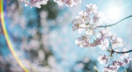 春　風に揺れるピンクの桜の花　河津さくら　照り付ける太陽の日差しを受けてキラキラ輝く花びら　淡い色の花と青空　季節・入学・入社・新生活の背景
