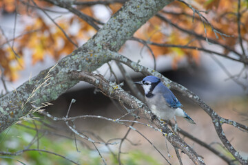 Northern Blue Jay in Minnesota Fall
