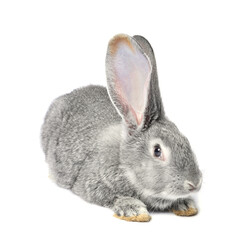 Fluffy grey rabbit on white background. Cute pet