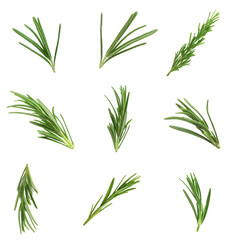 Obraz premium Fresh green rosemary isolated on white, set