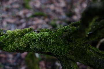 moss on a log with an autumn forest in the background
