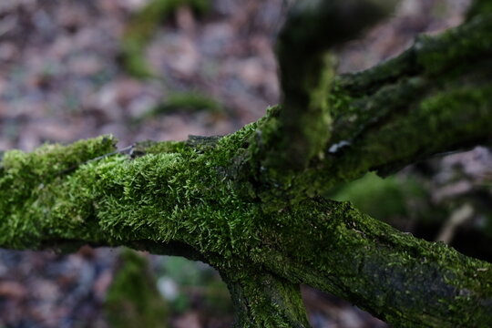 moss on a log with an autumn forest in the background
